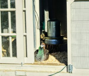 Peafowl are very hardy birds, and even though they are native to warm climates, they do very well in cold weather as long as they have access to dry perches away from strong winds. These birds will spend most of their days outdoors, and nights in their coop where it is warm and cozy.