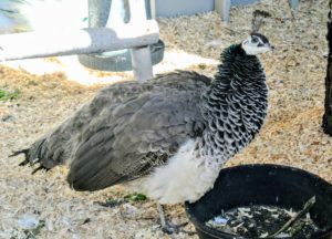 Here is one of my adult peahens - she's grown up here at the farm, so she isn't shy at all. In fact, she is very accustomed to all the visits.