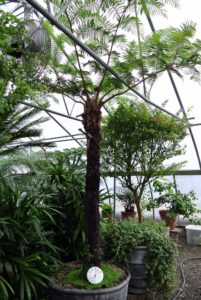 Cyathea cooperi is the Australian Tree Fern. Also known as the Lacy Tree Fern, it derives this name from its delicate fronds. It  it has a slender trunk with distinctive "coin spots" where old fronds have broken.
