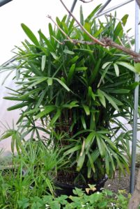Lady palms have broad, dark green, fan-shaped foliage on tall stalks. They need to get east-facing exposure, out of direct sunlight, and thrive in comfortable indoor temperatures around 60-degrees to 80-degrees Fahrenheit.