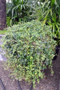 Hedera helix, commonly known as English ivy, is a vigorous, aggressive, fast-growing, woody evergreen perennial that is primarily grown as a climbing vine or trailing ground cover.
