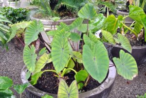 Colocasia, or elephant ear, will switch energy resources in colder temperatures from producing leaves to flower and corm production.