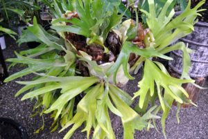 This is a staghorn fern, Platycerium. Staghorn ferns are valued for their highly variable and unusual growth habits. I keep several displayed on my large porch during warmer months.