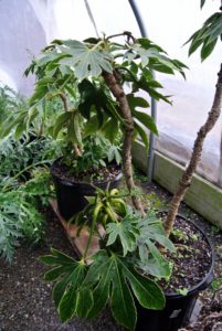 Fatsia japonica is the most distinctive of all evergreens with large palmate leaves. The lobed leaves can reach 16-inches across and provide contrast in the shade garden. It can be grown in mass plantings on larger sites or as a specimen in smaller spaces.