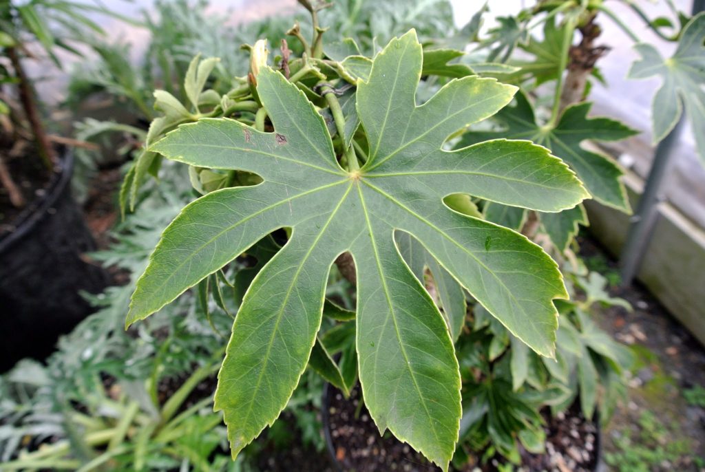 Checking on My Tropical Plants The Martha Stewart Blog