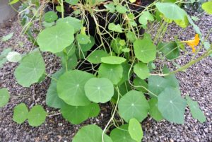 This is a nasturtium. In Latin, nasturtium literally means "nose twist." Nasturtiums have a peppery taste. Plus, it's not just the flowers and buds that are packed with flavor; the young leaves are tender and edible as well.