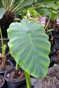Here is another Colocasia - I bring a number of these plants to Maine during the summer months.