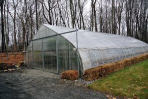 This is the plastic greenhouse where many of my tropical plants are now stored. They actually spend about seven months of the year in this heated shelter, but are checked every single day by my gardeners.