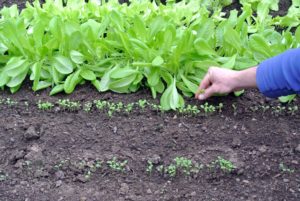 When the seedlings are a couple inches tall and have reached their "true leaf" stage, which is when each seedling has sprouted a second set of leaves, it's time for a process called selective thinning.
