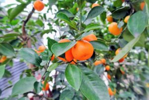 The fruits of the calamondin are small and thin skinned. Its juice can be used like lemon or lime to make refreshing beverages, or to flavor fish and various soups.