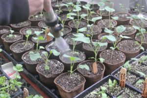 Once seedlings are transferred, they're given a good drink of water and returned to the greenhouse to continue growing.