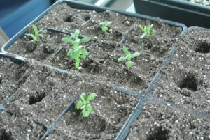 The growing seedling will remain in the new larger cell tray or pot until it is ready to plant into the ground.