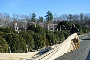 Wooden stakes are extremely helpful. We used them to build the frames for all the burlap covers that protect the boxwood during winter.