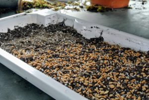 After seeding, he adds a little more growing medium onto the seeds. It's now ready to go into the Urban Cultivator.