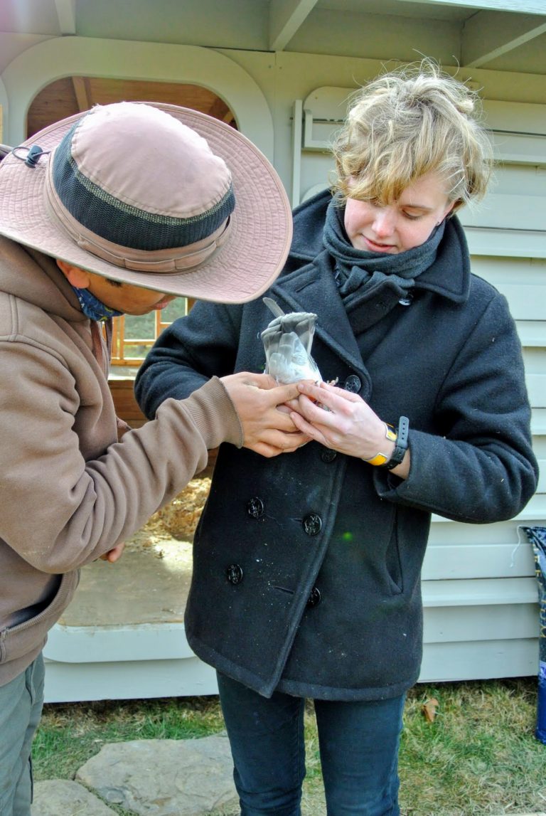 Pigeons Arrive at My Bedford Farm - The Martha Stewart Blog