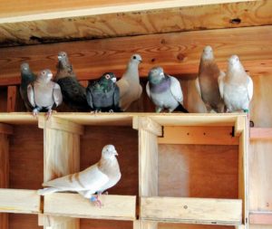 We have 10-pairs in our Bedford flock.They include, from left to right, a Dunn Tippler, Egyptian Swift, Egyptian Swift, Egyptian Swift, Damascene, Dunn Tippler, Isabella Tippler, Isabella Tippler, and the lower one, another Isabella Tippler.