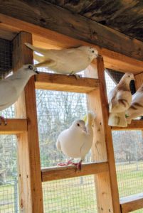 These are white Homers - among the most famous pigeon breeds. They come in a variety of colors and have a remarkable ability to find their way home from very long distances.