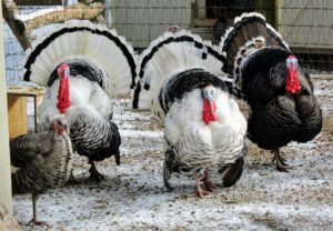 Here is a rafter, or group, of turkeys all grown up, showing their beautiful tail feathers. These turkeys were incubated in my kitchen, right on the counter, and have grown up so well here at the farm.
