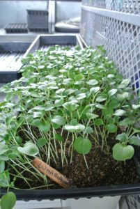 As seedlings outgrow seed starting cell trays, they also need to be pricked out and transferred to individual pots, or larger trays.