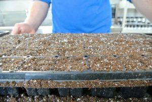 A good quality organic mix designed for seedlings will be fast draining, and light. It will usually contain sphagnum moss and perlite or vermiculite. These mixes are formulated to encourage strong, healthy growth in new plants.