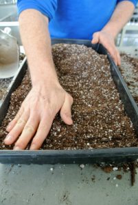 When starting seeds, fill the seed starting tray with mix and pat it down lightly into each compartment. The mix should be level with the top of the tray.