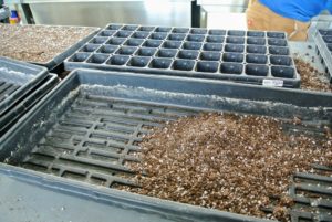 When possible, prepare several trays in an assembly-line fashion, and then drop all the seeds. Doing this saves time and simplifies the process.