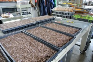 Seed starting trays are available in all sizes and formations. Select the right kind of tray based on the size of the seeds. The containers should be at least two-inches deep and have adequate drainage holes.