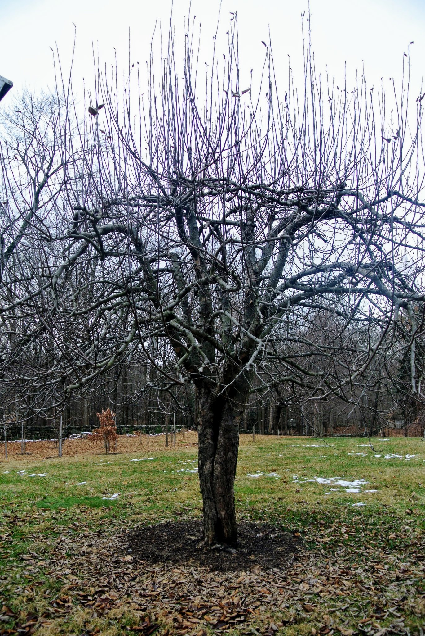 How To Prune Apple Trees In Michigan