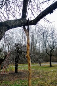 This is a closeup of a crutch supporting the heavy branch of this apple tree. The natural "V" shaped notch in the trunk is perfect for this purpose.