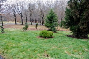 The area looks great. The small specimen in front is Pinus strobus 'Blue Shag', commonly known as an eastern white pine cultivar - a dense, globose form that typically only grows to about four feet tall. Its short, blue-green needles in bundles of five are quite soft to the touch.