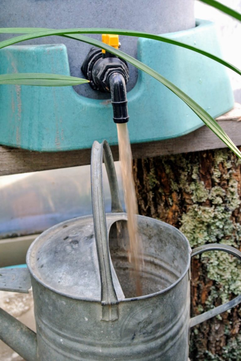 Feeding My Plants Compost Tea - The Martha Stewart Blog