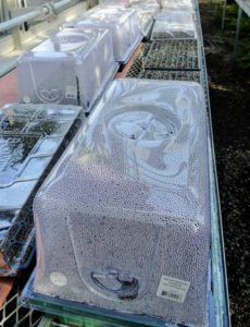Cover the seeded tray with a plastic dome. This helps keep the seeds moist before they germinate. The tops can be removed once green appears. We keep trays on a special heating mat for starting seeds.