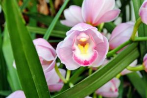 Compost tea is great for orchids - it increases plant growth, and provides them with so many nutrients. I just love these beautiful blooms.
