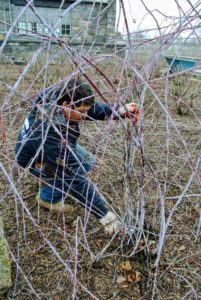 Here is Wilmer pruning the black raspberries - identifiable by their purple canes. Raspberries are unique because their roots and crowns are perennial, while their stems or canes are biennial. A raspberry bush can produce fruit for many years, but pruning is essential.