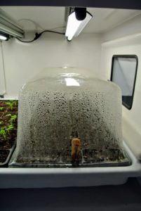 Urban Cultivator provides humidity domes for each tray. The humidity dome remains positioned over the seed tray until germination begins. Each tray receives about 18-hours of light a day.