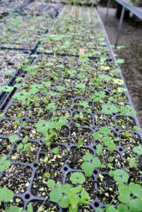 Selective thinning prevents overcrowding, so seedlings don't have competition for soil nutrients or room to grow.