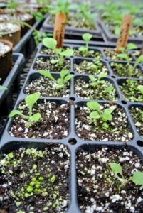 When the seedlings are a couple inches tall, and have reached their "true leaf" stage, which is when each seedling has sprouted a second set of leaves, it's time for a process called selective thinning.