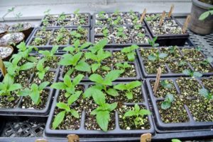 Once selective thinning is complete, there should only be one seedling in each cell of the seed starting tray or container.