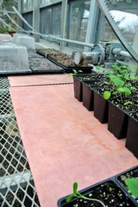This is a heat mat specifically designed for seedlings. It warms the area and helps to improve root growth and increase germination rate.
