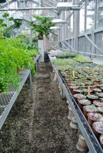 Keep all seed starting trays moist and in a warm, sunny place. I dedicate an entire table in my greenhouse for seedings - it is so nice to be able to grow vegetables and flowers during these colder months in preparation for spring when they are moved outdoors.