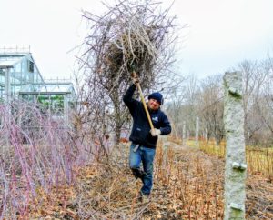 Once Wilmer is done pruning a section, he carries a load of branches to the tractor waiting nearby.