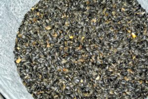 Nyjer is a great seed to offer birds, especially in winter because it contains more oil, and a higher calorie content, so birds can store fat to survive the season.
