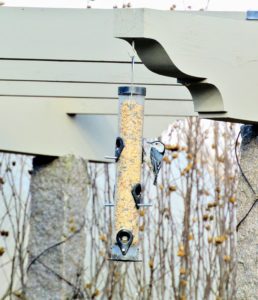 When starting to feed birds, it may take time for new feeders to be discovered. Don't be surprised if the feeding station doesn't get visitors right away. As long as feeders are clean and filled with fresh seed, the birds will find them.