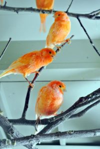 First bred in the early 1900s, this canary is the only color-bred variety with a "red factor" as part of its genetic makeup. They were originally developed by crossing a red siskin and a yellow canary.