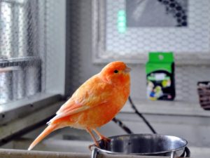 A canary's metabolism is very fast, so it's important to be observant of their eating needs and habits.