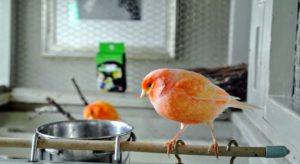 If you choose to keep canaries, be sure to get the largest cage your budget allows, so they have ample room to exercise.