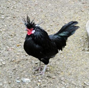 This is a White Crested Black Polish - a very special and unique breed of chicken with a huge bouffant crest of feathers.