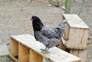 This is a Cuckoo Bluebar, a breed exclusive to My Pet Chicken. This hen is standing on a row of nesting boxes that were just cleaned.