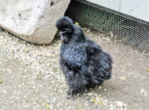 Of all the ornamental chicken breeds, the Silkie Bantam is among the most loved. These are the "lap dogs" of the chicken world, complete with hair-like plumage and an incredibly sweet temperament.