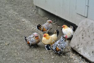 The speckled ones are Mille Fleur d'Uccle Bantam hens. These beauties have been on the farm for years.